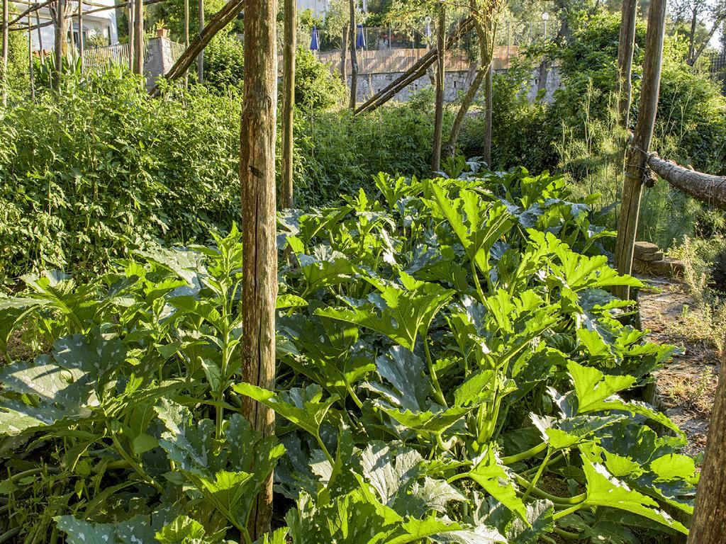 Villa Carolina Sorrento Private Heated Pool And Sea View Eksteriør billede